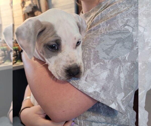 Medium Photo #1 Mutt Puppy For Sale in New London, WI, USA