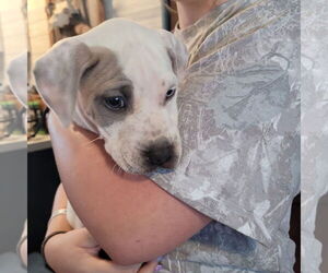 Mutt Dogs for adoption in New London, WI, USA