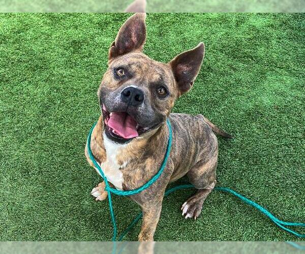 Medium Photo #2 American Pit Bull Terrier Puppy For Sale in Orange, CA, USA