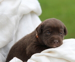 Puppy Minnie Labrador Retriever