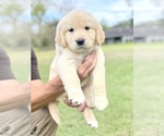 Small Photo #2 Golden Retriever Puppy For Sale in DOTHAN, AL, USA