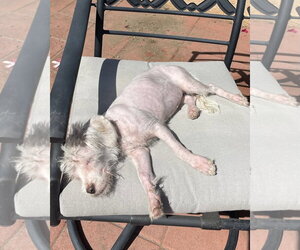 Spindle - Female Maltese-Unknown Mix Dog for Adoption - Photo #4