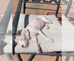 Small Photo #4 Maltese-Unknown Mix Puppy For Sale in Corona, CA, USA