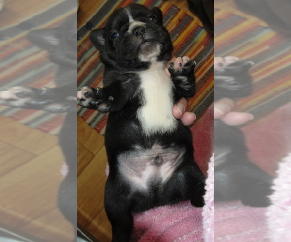 Medium Photo #7 Faux Frenchbo Bulldog Puppy For Sale in ALTOONA, KS, USA