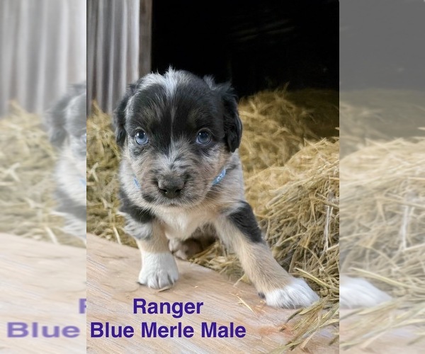 Medium Photo #3 Australian Shepherd Puppy For Sale in WILLIAMS, AZ, USA