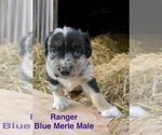 Small #2 Australian Shepherd