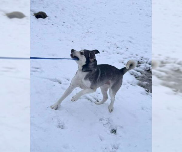 Medium Photo #3 Siberian Husky-Unknown Mix Puppy For Sale in Muskegon, MI, USA
