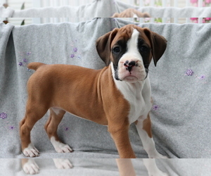 Boxer Puppy for sale in SHILOH, OH, USA