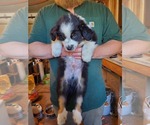 Small Photo #4 Miniature Australian Shepherd Puppy For Sale in MONMOUTH, OR, USA
