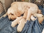 Small Photo #14 Goldendoodle Puppy For Sale in DALLAS, GA, USA
