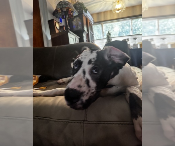 Medium Photo #30 Great Dane Puppy For Sale in ALIQUIPPA, PA, USA