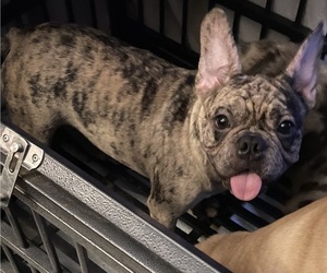 French Bulldog Puppy for sale in FULLERTON, CA, USA