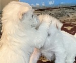 Small #9 West Highland White Terrier
