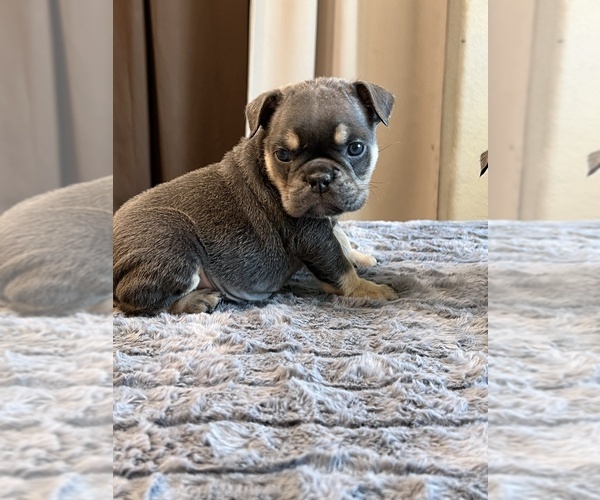 Medium Photo #6 English Bulldog Puppy For Sale in LANCASTER, CA, USA