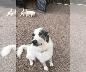 Mother of the Great Pyrenees puppies born on 09/05/2025