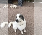 Small Photo #1 Great Pyrenees Puppy For Sale in WOODLAND PARK, CO, USA