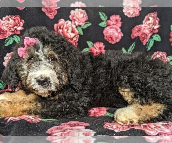 Medium Photo #4 Bernedoodle Puppy For Sale in NOTTINGHAM, PA, USA