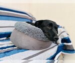 Small Photo #1 Basset Hound-Labrador Retriever Mix Puppy For Sale in Van Nuys, CA, USA