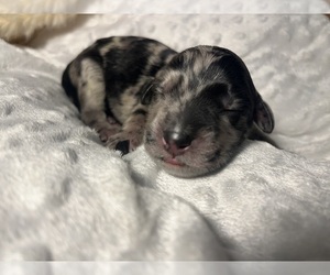 Labradoodle Puppy for sale in PEMBROKE, GA, USA