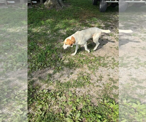Medium Photo #3 Mutt Puppy For Sale in Evansville, IN, USA