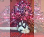 Small Photo #2 Siberian Husky Puppy For Sale in OWASSO, OK, USA