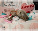 Image preview for Ad Listing. Nickname: Orange collar