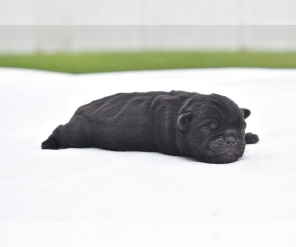 Medium Photo #2 Pug Puppy For Sale in PALM COAST, FL, USA