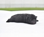 Small #1 Pug