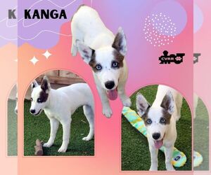 Mutt Dogs for adoption in Lindsay, CA, USA