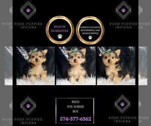 Medium Yorkshire Terrier