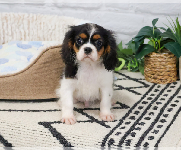 Medium Photo #2 Cavalier King Charles Spaniel Puppy For Sale in SYRACUSE, IN, USA