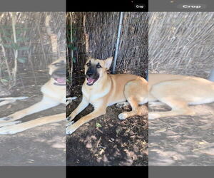 Leia - Female German Shepherd Dog Dog for Adoption - Photo #3