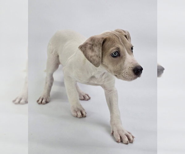 Medium Photo #3 Great Dane-Unknown Mix Puppy For Sale in Lakewood, CO, USA