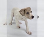 Small #2 Great Dane Mix