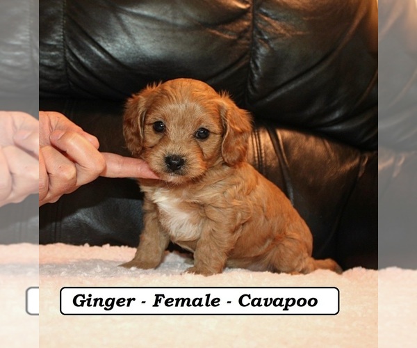 Medium Photo #3 Cavapoo (Miniature) Puppy For Sale in CLARKRANGE, TN, USA