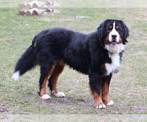 Father of the Bernese Mountain Dog puppies born on 12/09/2021