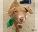 Small #1 Labrador Retriever Mix