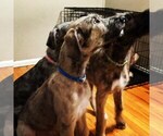 Small Photo #1 Irish Wolfhound Puppy For Sale in ANN ARBOR, MI, USA