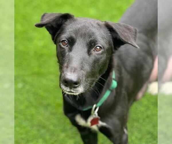 Medium Photo #6 Labrador Retriever-Unknown Mix Puppy For Sale in San Diego, CA, USA