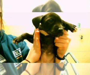 Mutt Dogs for adoption in Tulsa, OK, USA