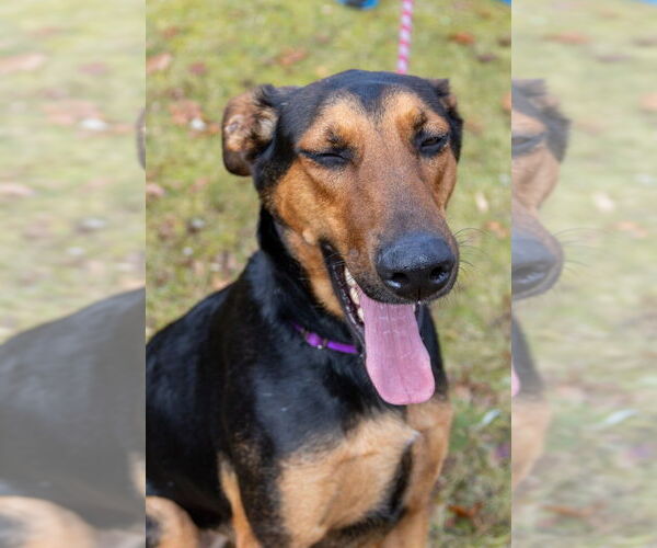 Medium Photo #26 Doberman Pinscher-German Shepherd Dog Mix Puppy For Sale in Oak Bluffs, MA, USA