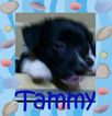 Small Photo #22 Border Collie-Pembroke Welsh Corgi Mix Puppy For Sale in ORCHARD, CO, USA