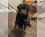 Image preview for Ad Listing. Nickname: Puppy 1