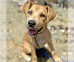 Small #2 Labrador Retriever-Retriever  Mix