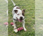 Small #5 American Pit Bull Terrier