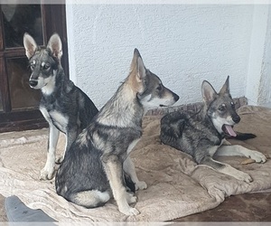 Saarloos Wolfdog Puppy for sale in Belgrade, Central Serbia, Serbia