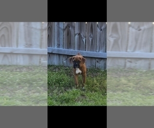 Boxer Puppy for sale in SUMMERVILLE, SC, USA