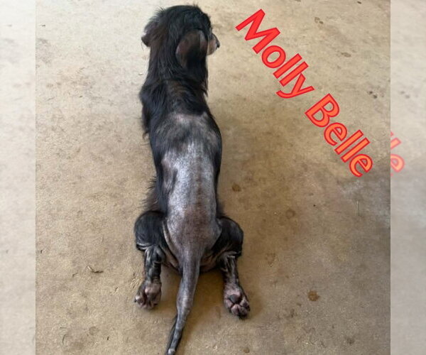 Medium Photo #14 Dachshund Puppy For Sale in San Antonio, TX, USA