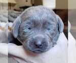 Small Photo #2 Labrador Retriever Puppy For Sale in OLYMPIA, WA, USA