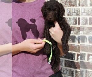 Poodle (Standard) Puppy for sale in LUCEDALE, MS, USA